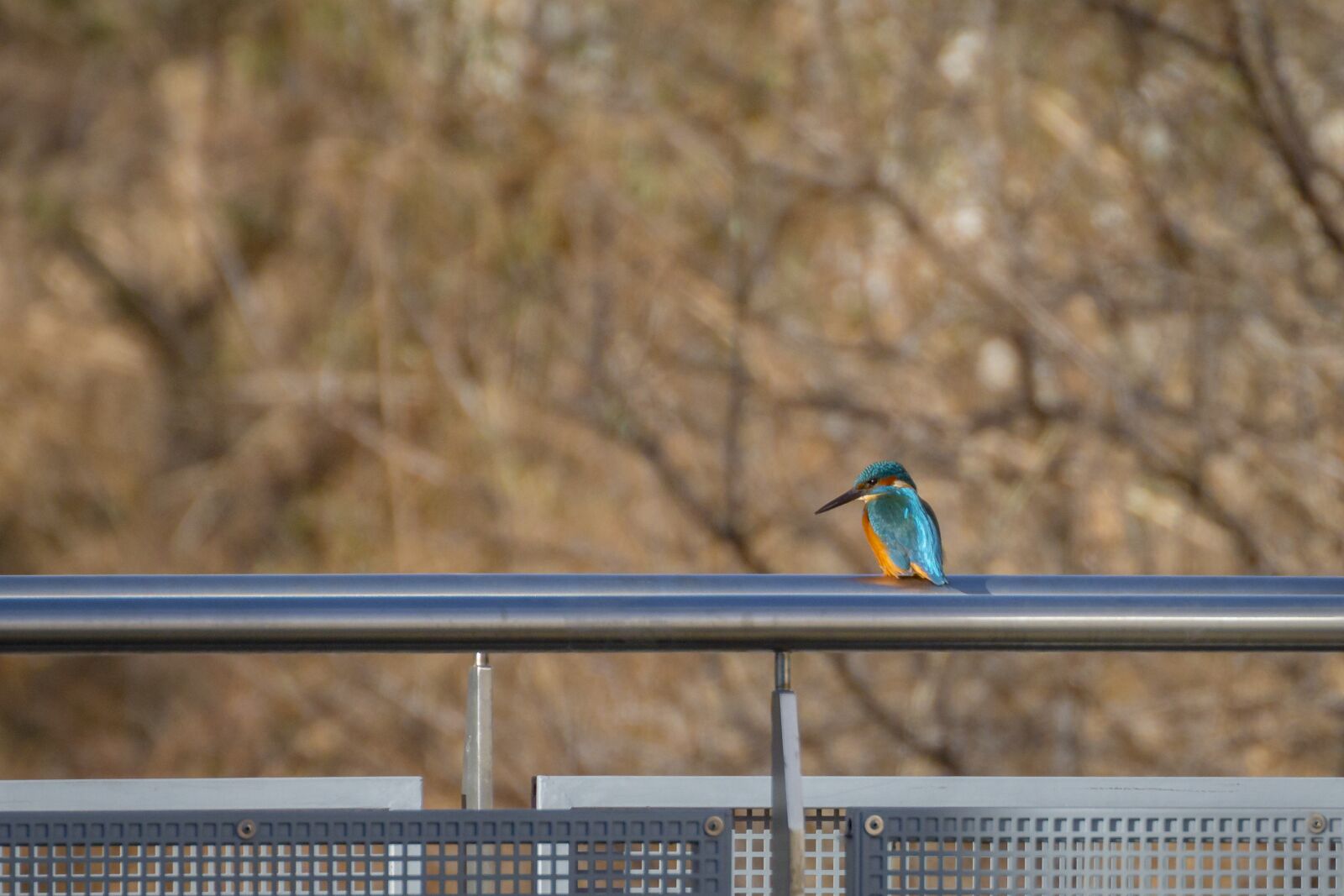 Canon EOS 70D sample photo. Kingfisher, bird, nature photography
