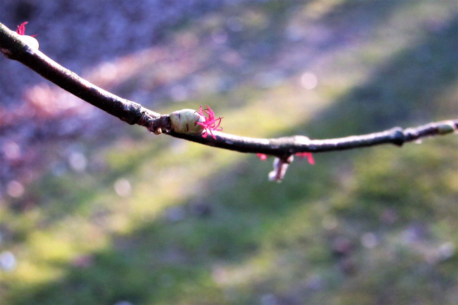 Canon PowerShot SX610 HS sample photo. Hazel, flower, small photography