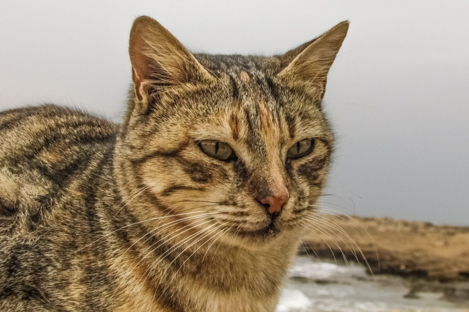 Canon PowerShot SX400 IS sample photo. Cat, stray, face photography