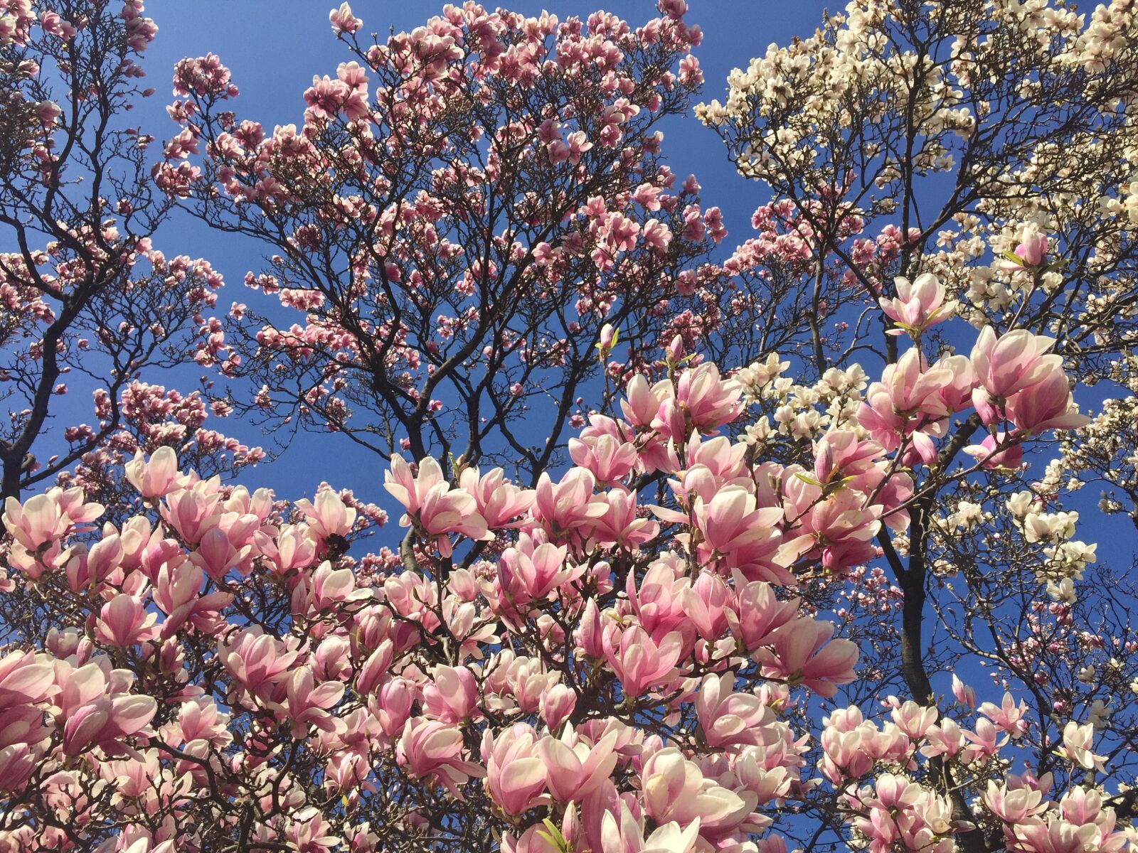 iPhone 6 back camera 4.15mm f/2.2 sample photo. Beautiful, flower, magnolia, magnolia photography