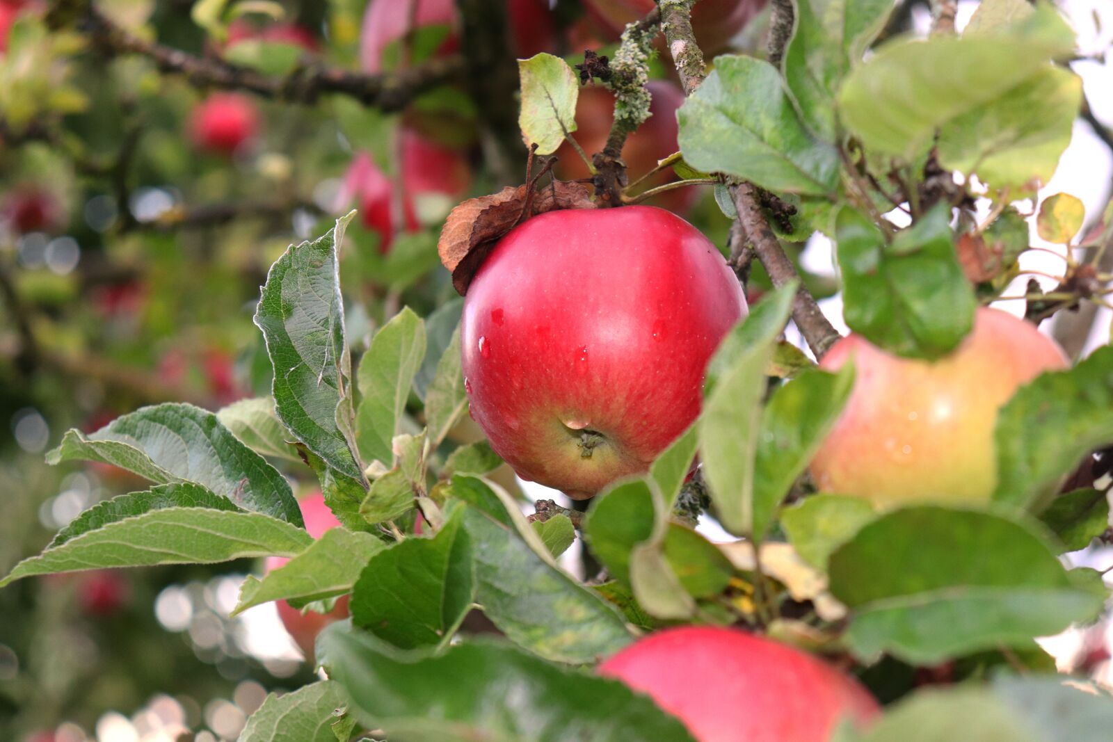 Canon EOS 800D (EOS Rebel T7i / EOS Kiss X9i) sample photo. Apple, apple tree, fruit photography