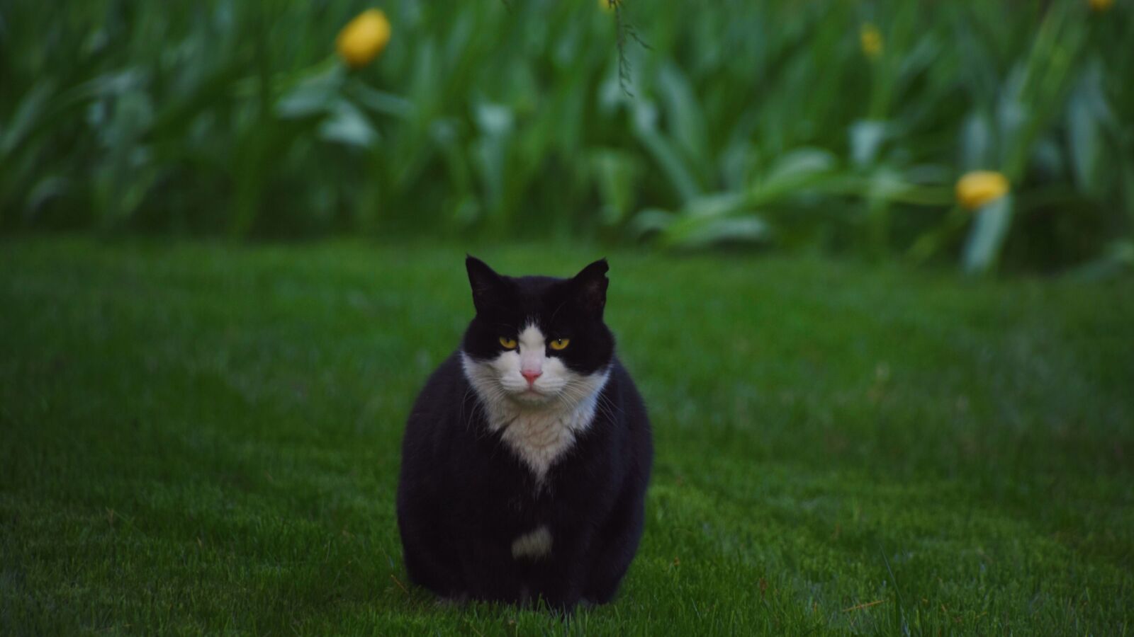 Nikon D7200 sample photo. Cat, green, kitten photography