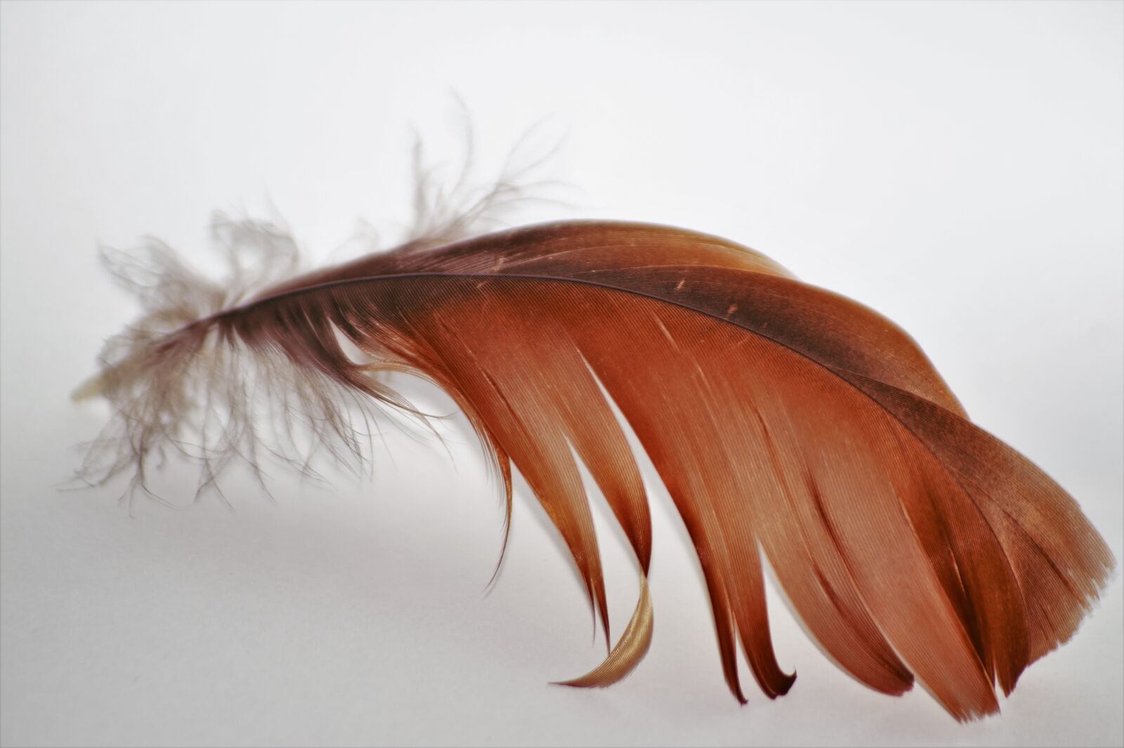 Sony SLT-A58 sample photo. Feather, fly, goose photography