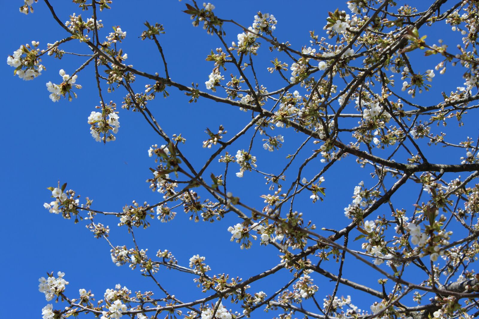 Canon EOS 600D (Rebel EOS T3i / EOS Kiss X5) sample photo. Cherry trees, blue sky photography