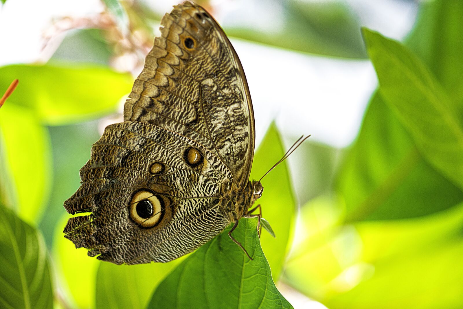 Nikon D610 sample photo. Butterfly, blue morpho, wing photography