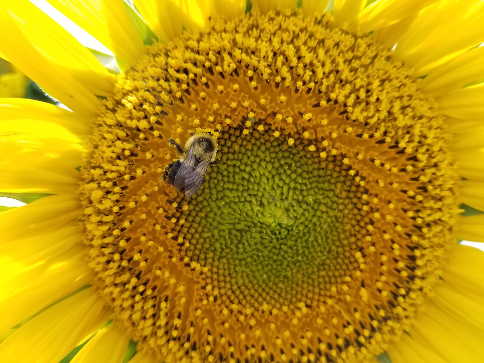 Samsung Galaxy S8+ sample photo. Sunflowers, sunflower, field photography