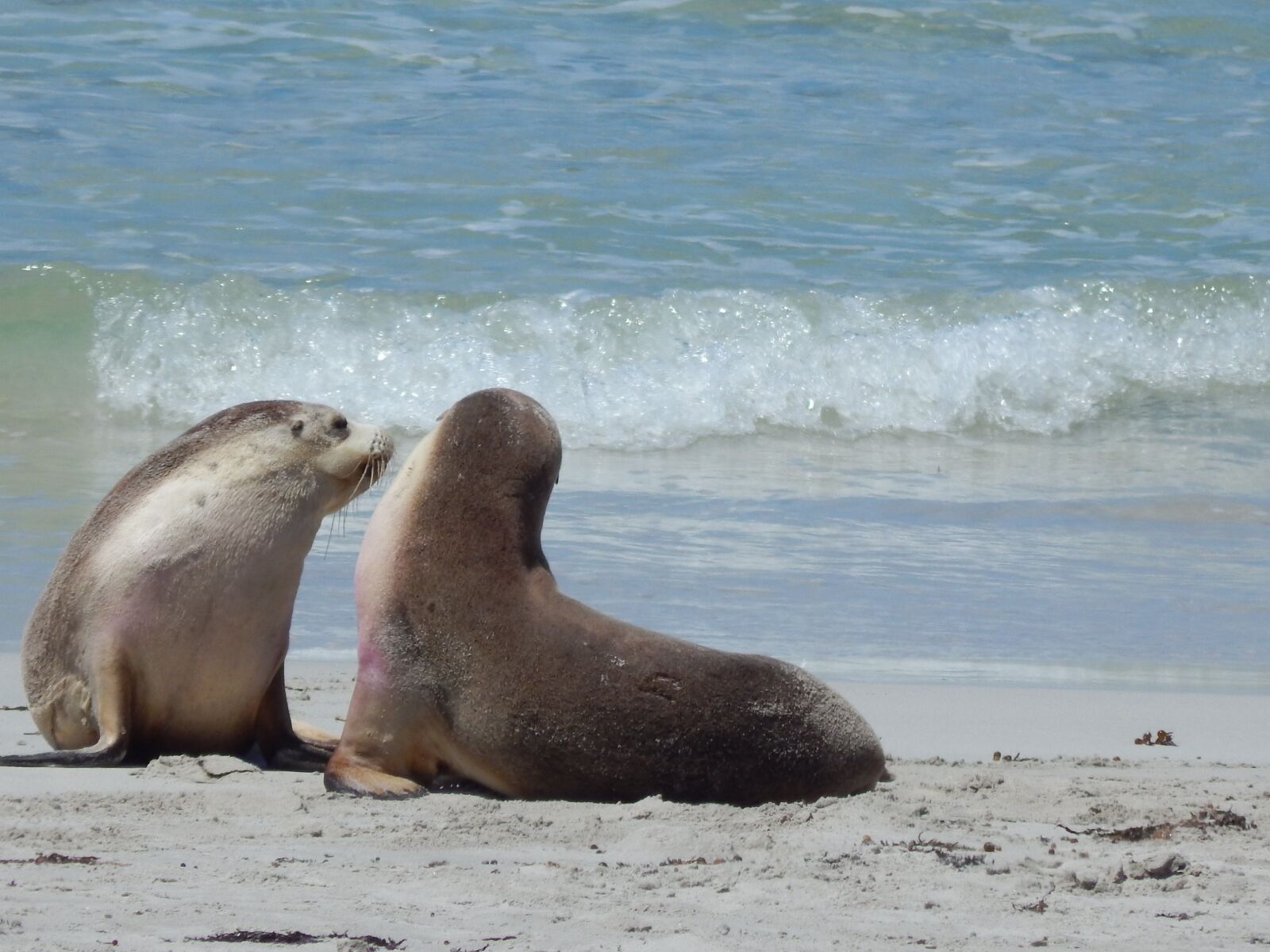 Nikon Coolpix L820 sample photo. Seal, beach, w photography