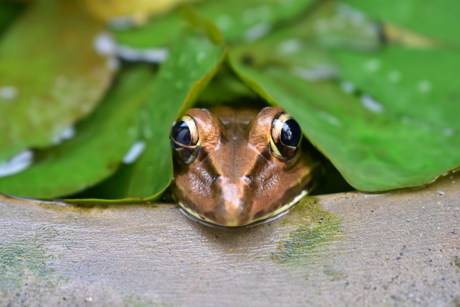 Nikon D3400 sample photo. Frog, water, animal photography