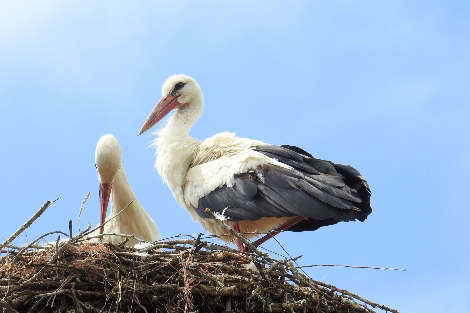 Nikon Coolpix P900 sample photo. Stork, stork couple, nest photography