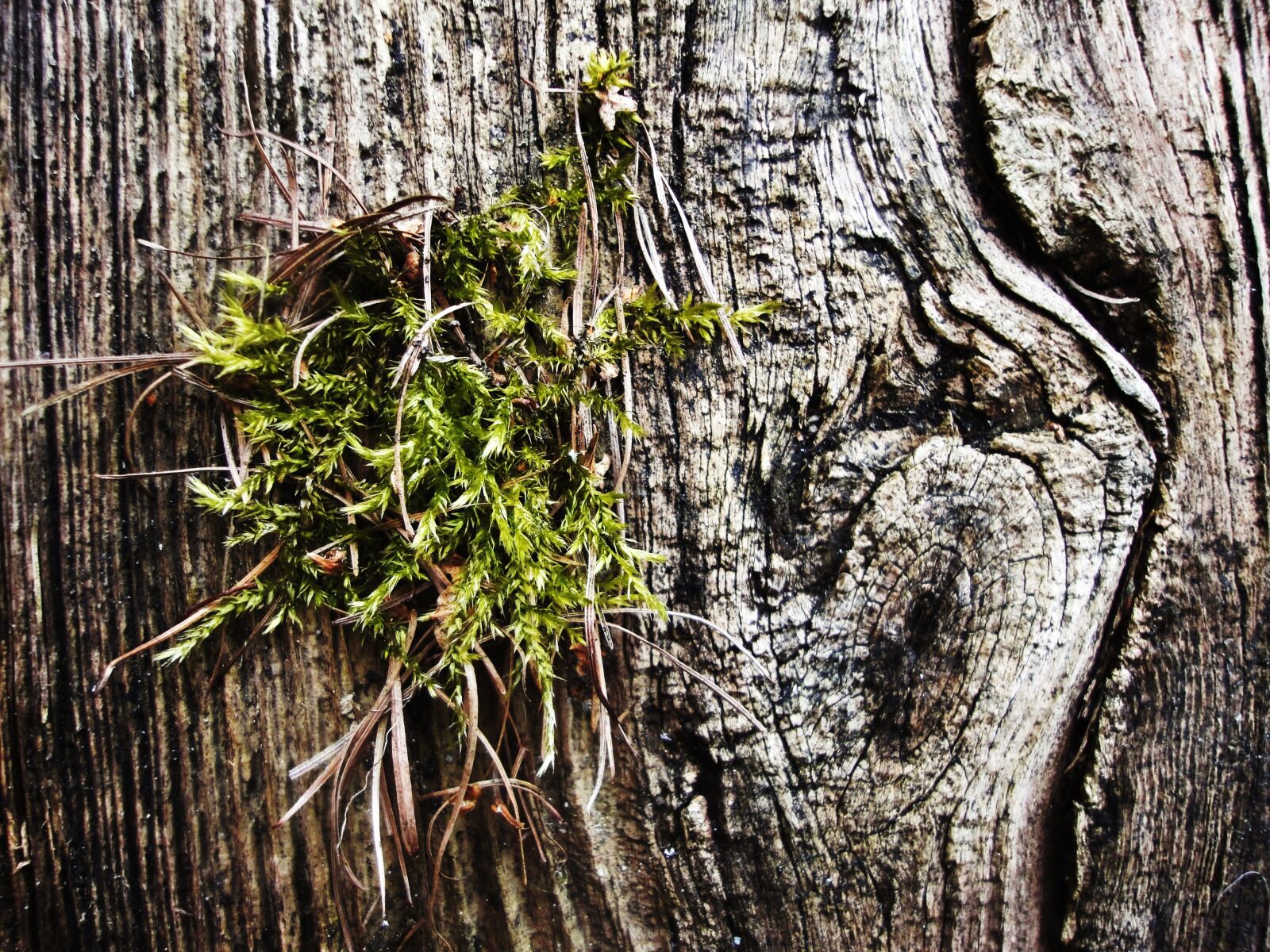 Sony Cyber-shot DSC-WX1 sample photo. Moss, tree photography