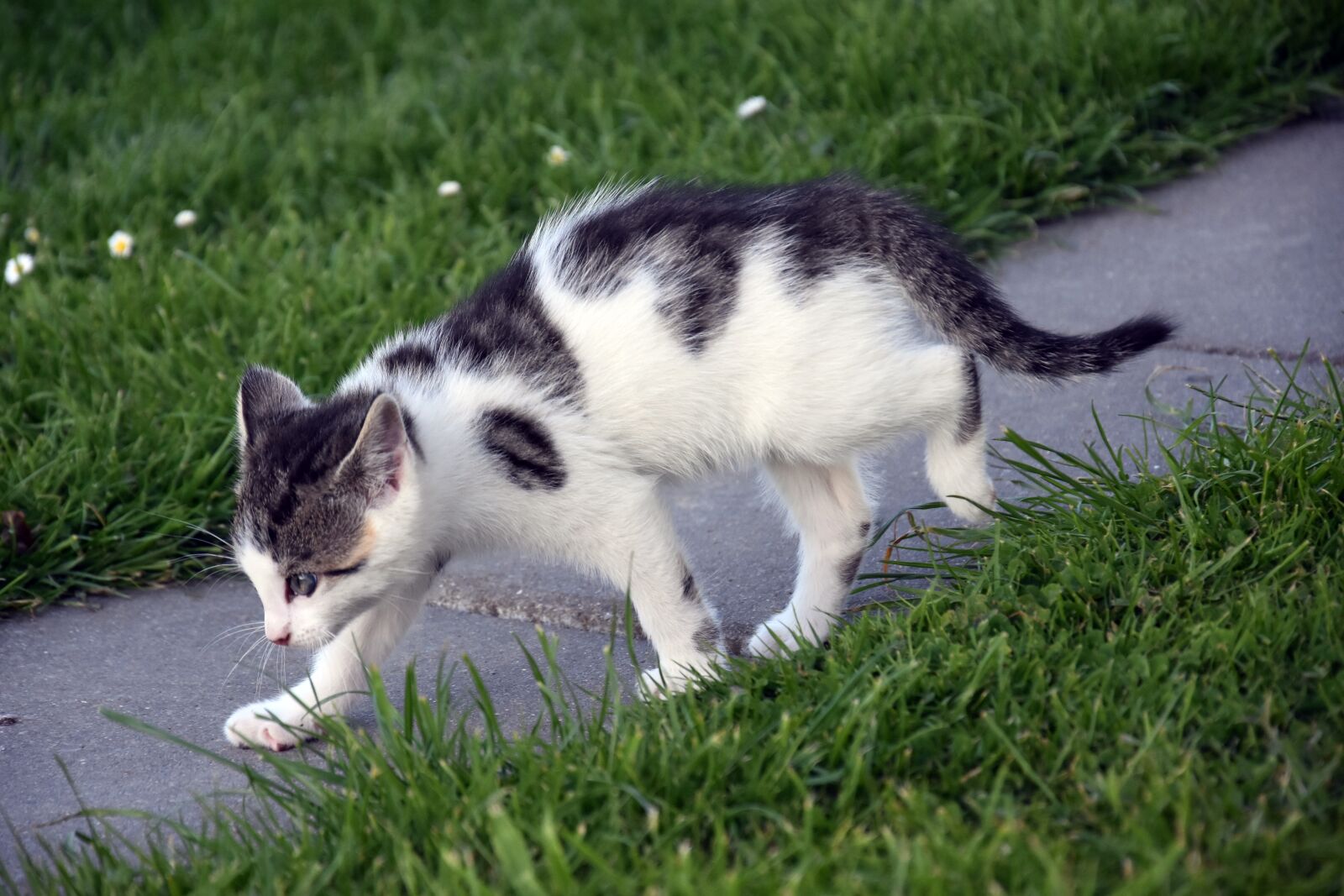 Nikon D3400 sample photo. Grass, animal, cute photography