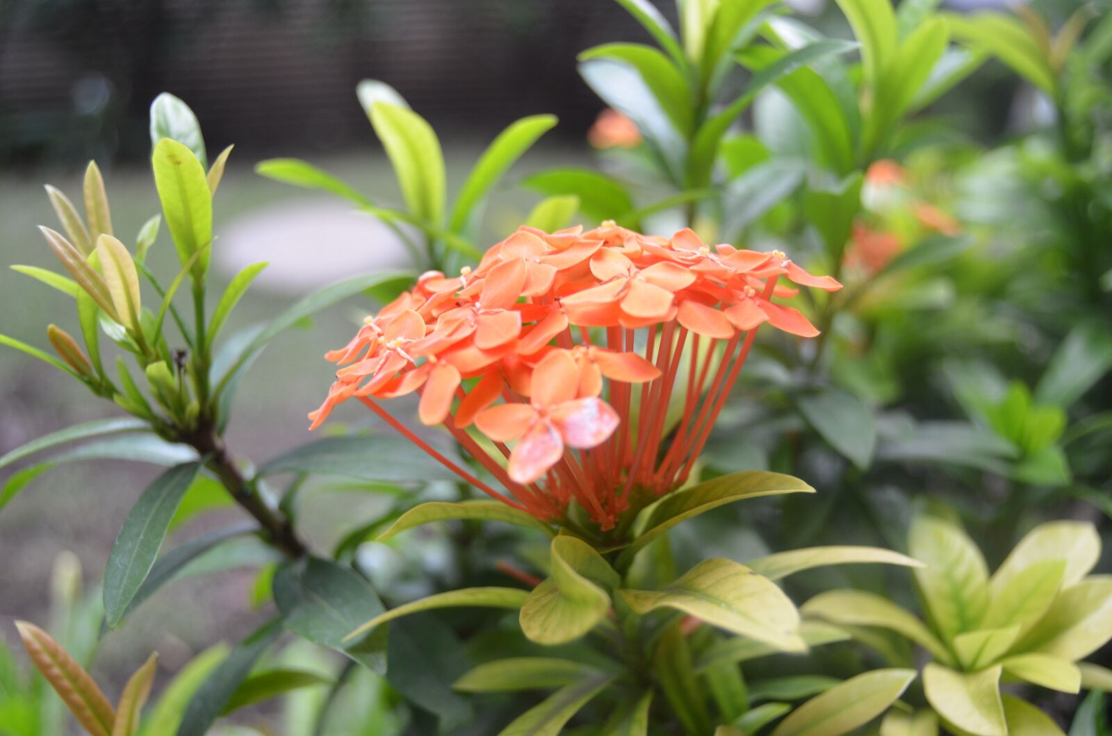 Nikon D5100 sample photo. Flower, asoka, garden photography