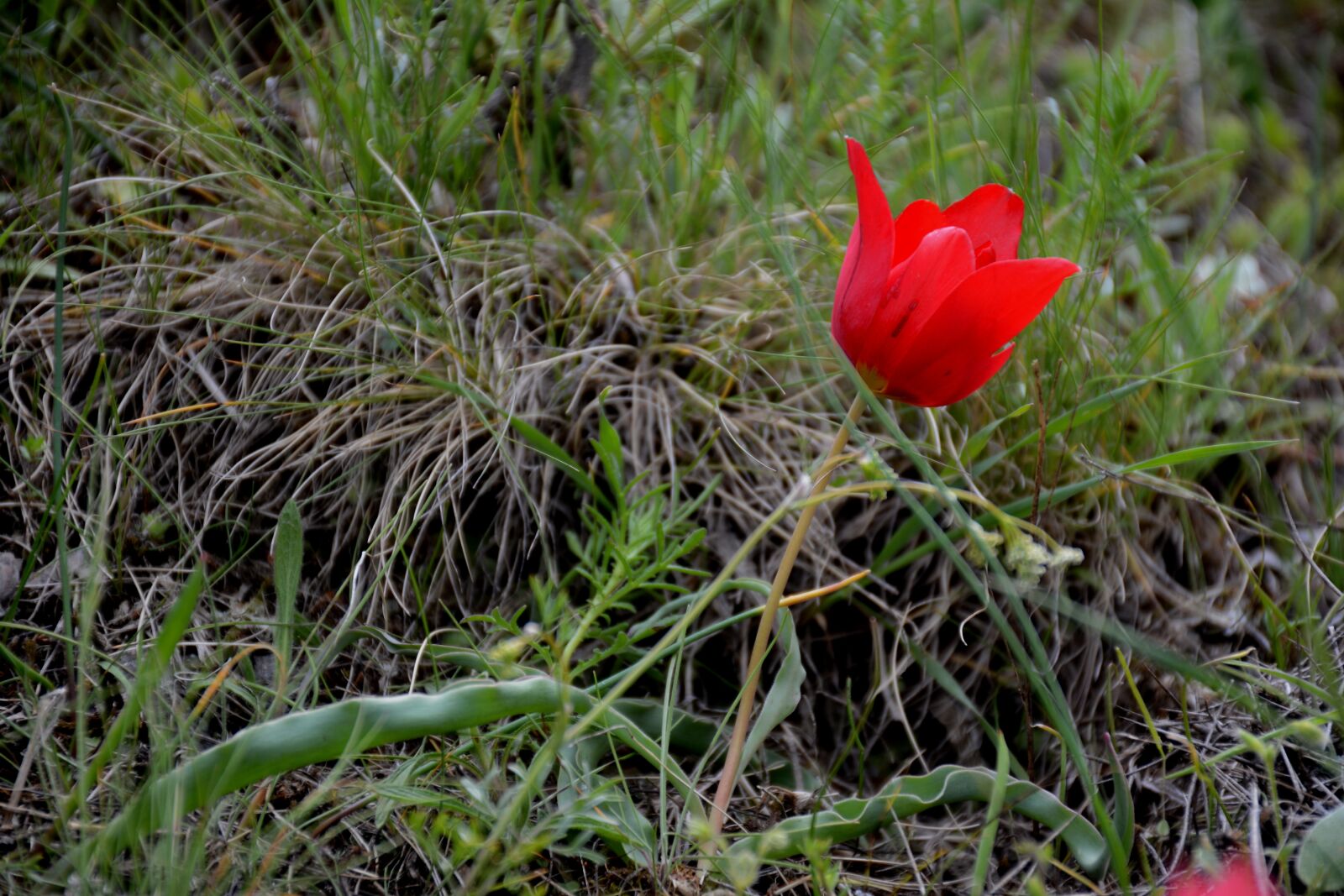 Nikon D7100 sample photo. Turkey, g m hane photography