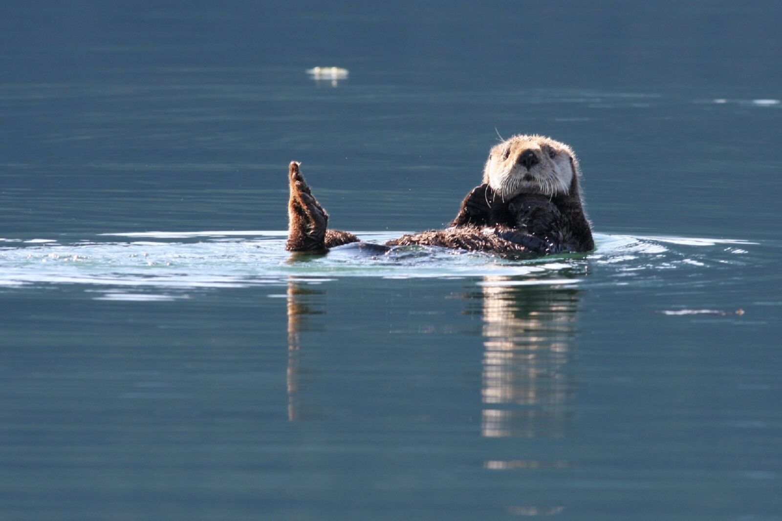 Canon EOS 40D sample photo. Sea otter, swimming, floating photography