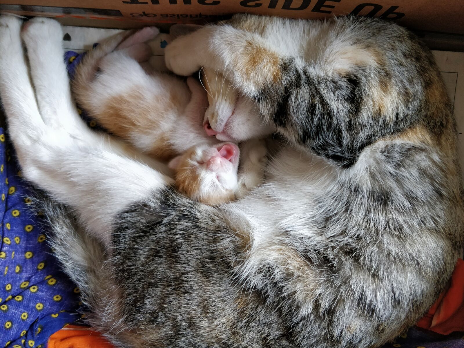 OnePlus 5 sample photo. Cat, kitten, pet photography
