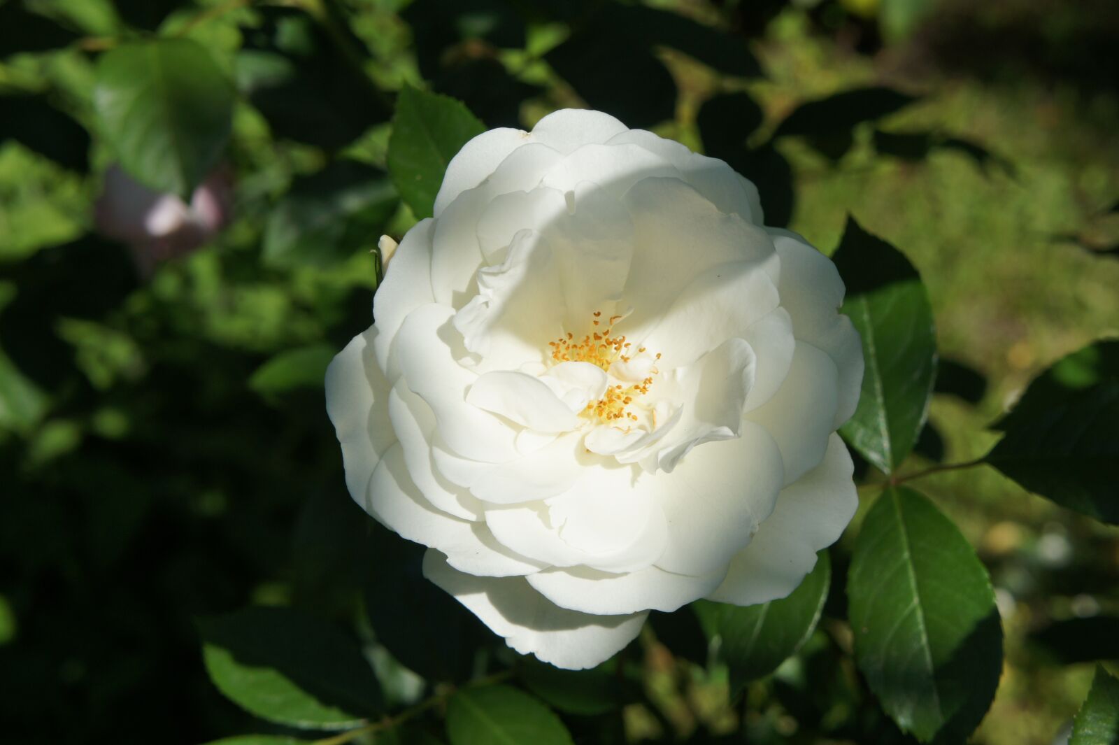 Sony Alpha NEX-3 sample photo. Pink, white, garden photography