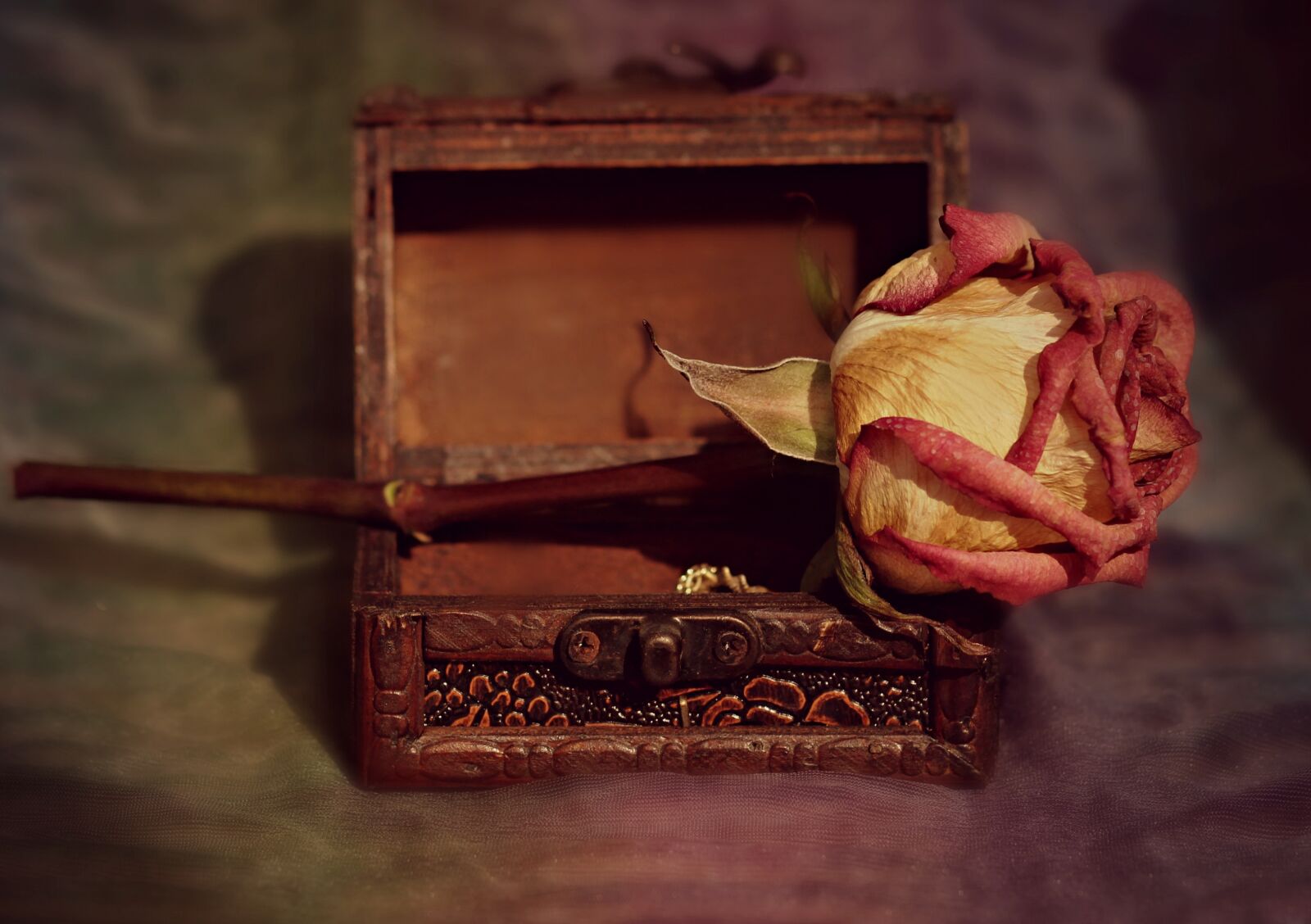 Canon EOS 700D (EOS Rebel T5i / EOS Kiss X7i) + Canon EF 85mm F1.8 USM sample photo. Rose, box, dry photography