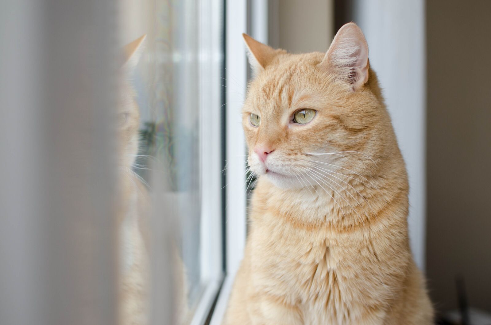 Nikon D7000 sample photo. Cat, red cat, redhat photography