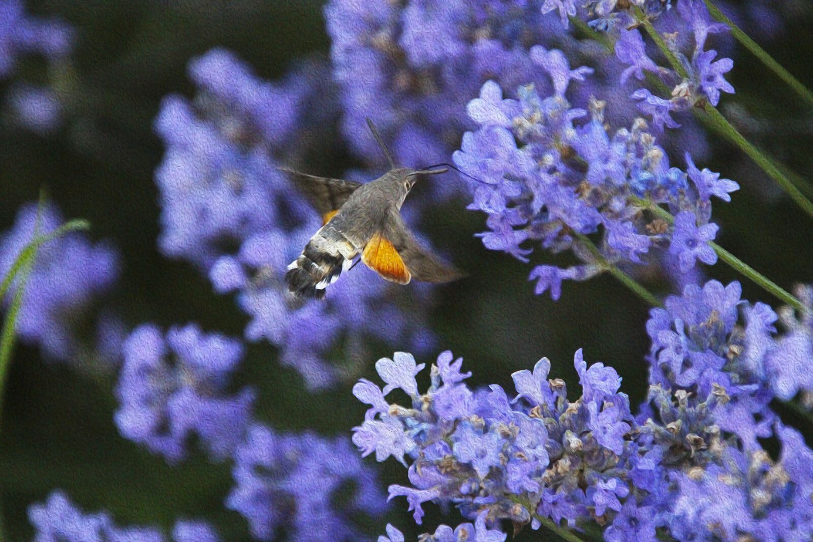 Canon EOS 700D (EOS Rebel T5i / EOS Kiss X7i) sample photo. Hummingbird, animal, bird photography
