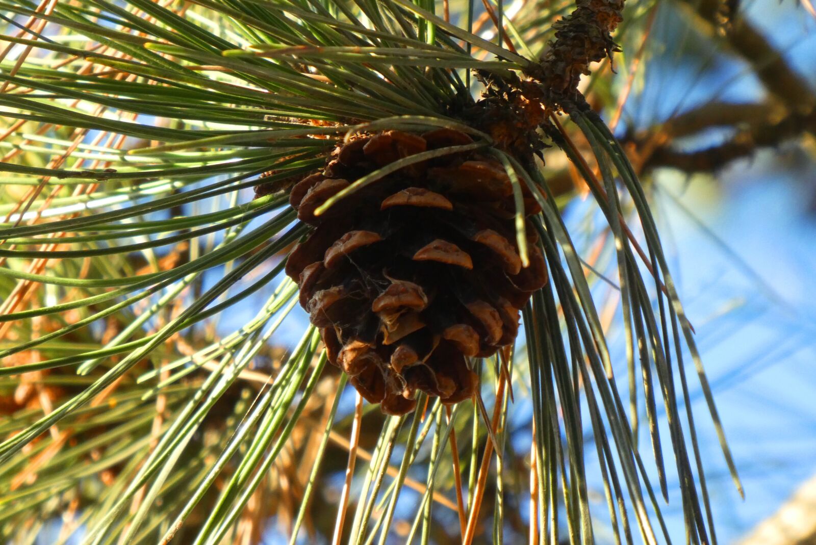 Panasonic Lumix DC-ZS70 (Lumix DC-TZ90) sample photo. Pinecone, fruit, tree photography