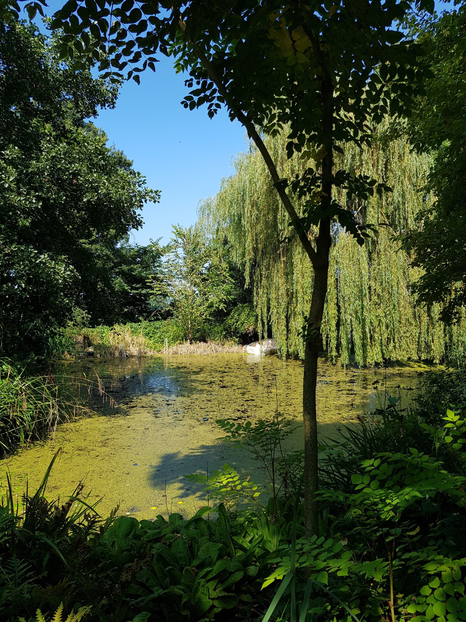 Samsung Galaxy S8+ sample photo. Tree, pond, nature photography