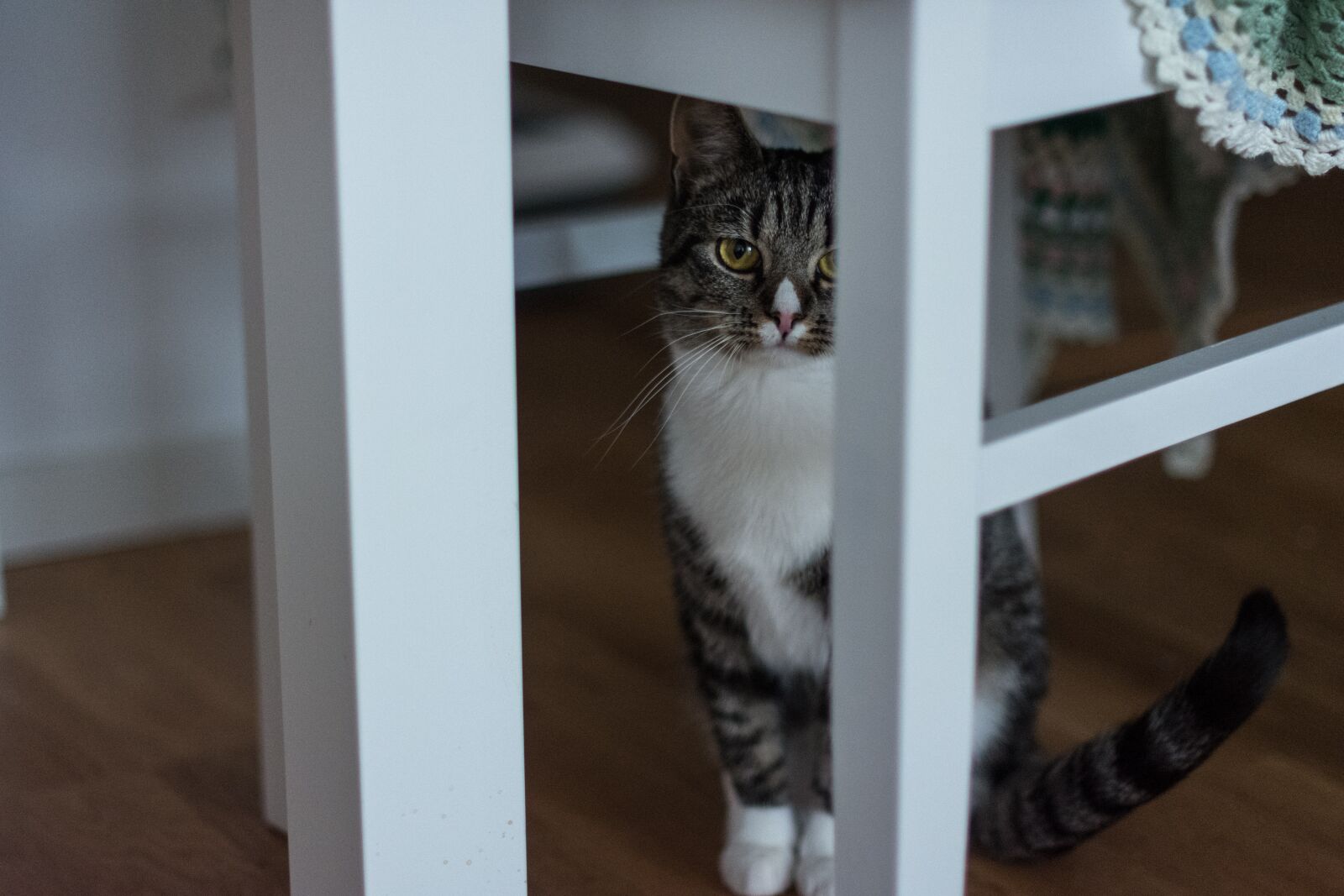 Nikon D7200 sample photo. Indoors, cat, cute photography