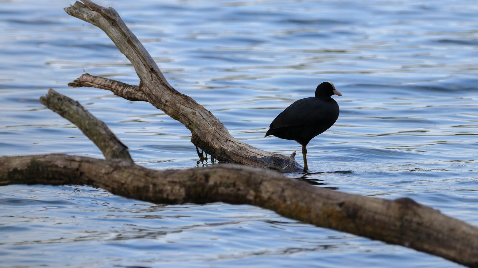 150-600mm F5-6.3 DG OS HSM | Contemporary 015 sample photo. Nature, lake, bank photography