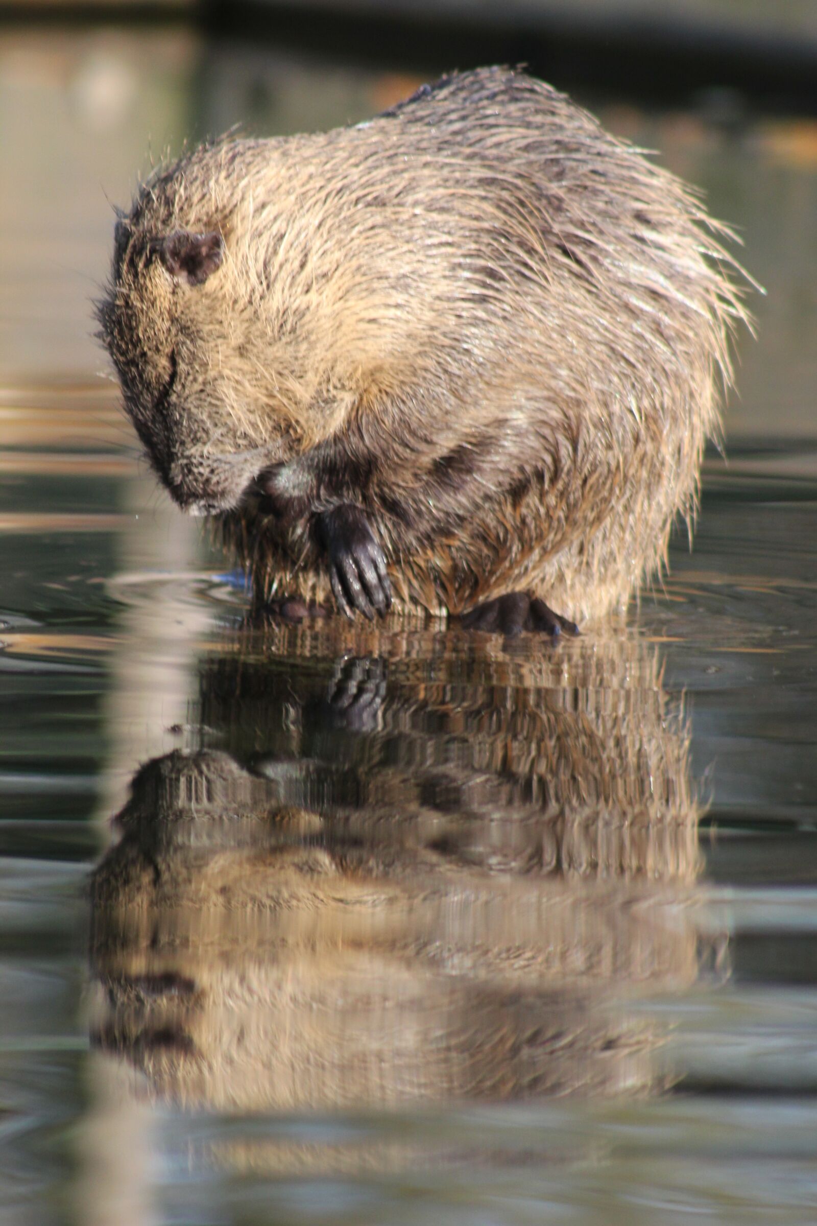 Canon EOS 550D (EOS Rebel T2i / EOS Kiss X4) sample photo. Nutria, animal, rodent photography
