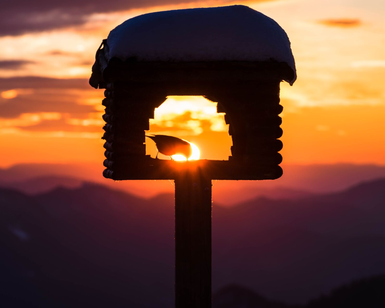 Nikon D5300 sample photo. Bird, sunset, pastel photography