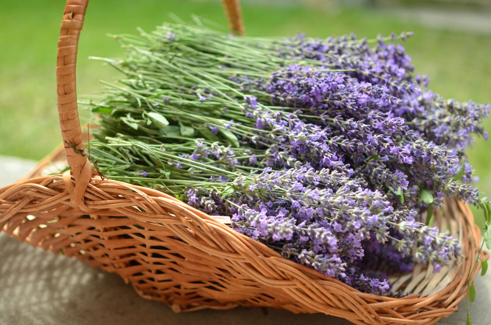 Nikon D5100 sample photo. Lavender, basket, bee photography