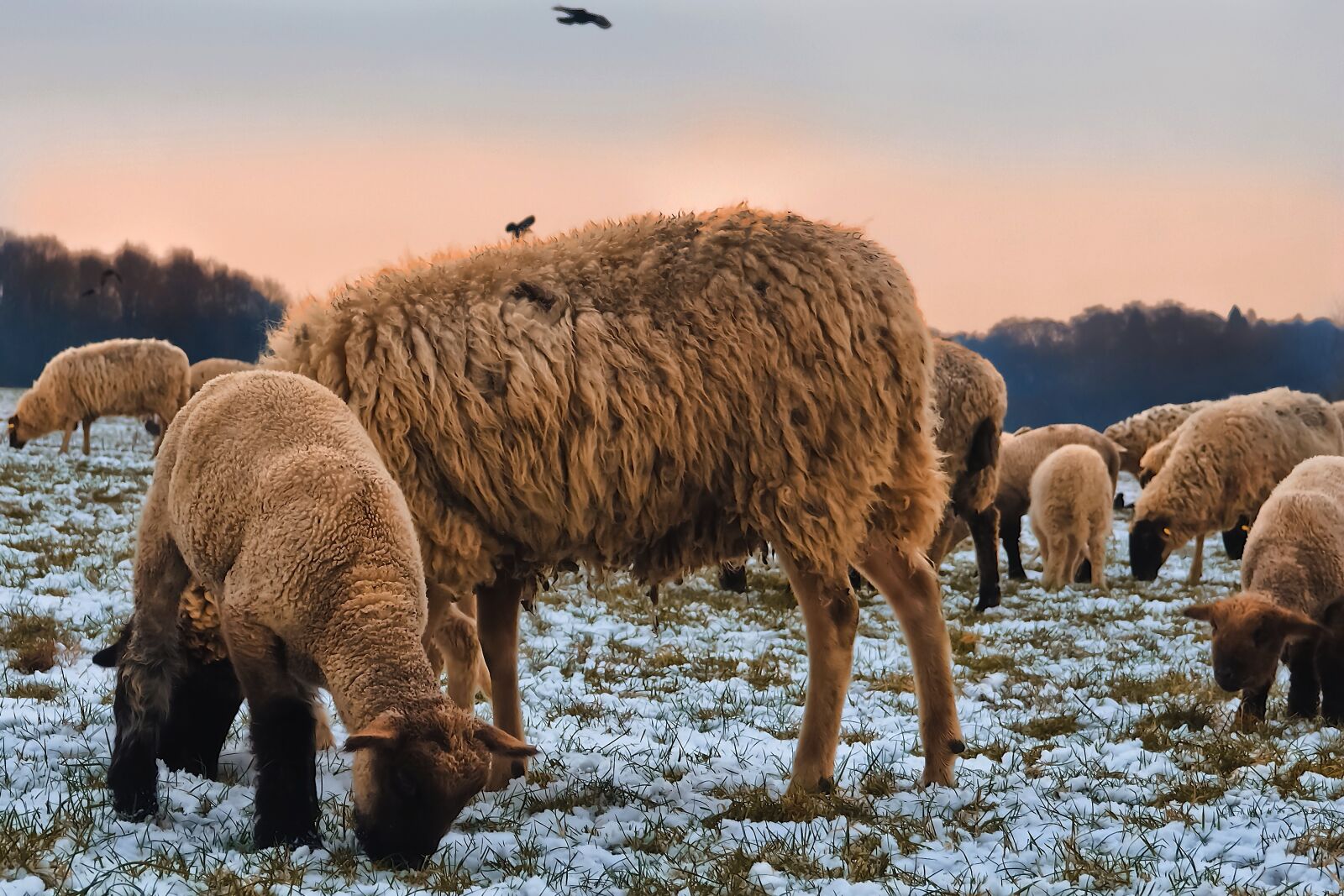 Olympus OM-D E-M10 sample photo. Sheep, animals, lamb photography