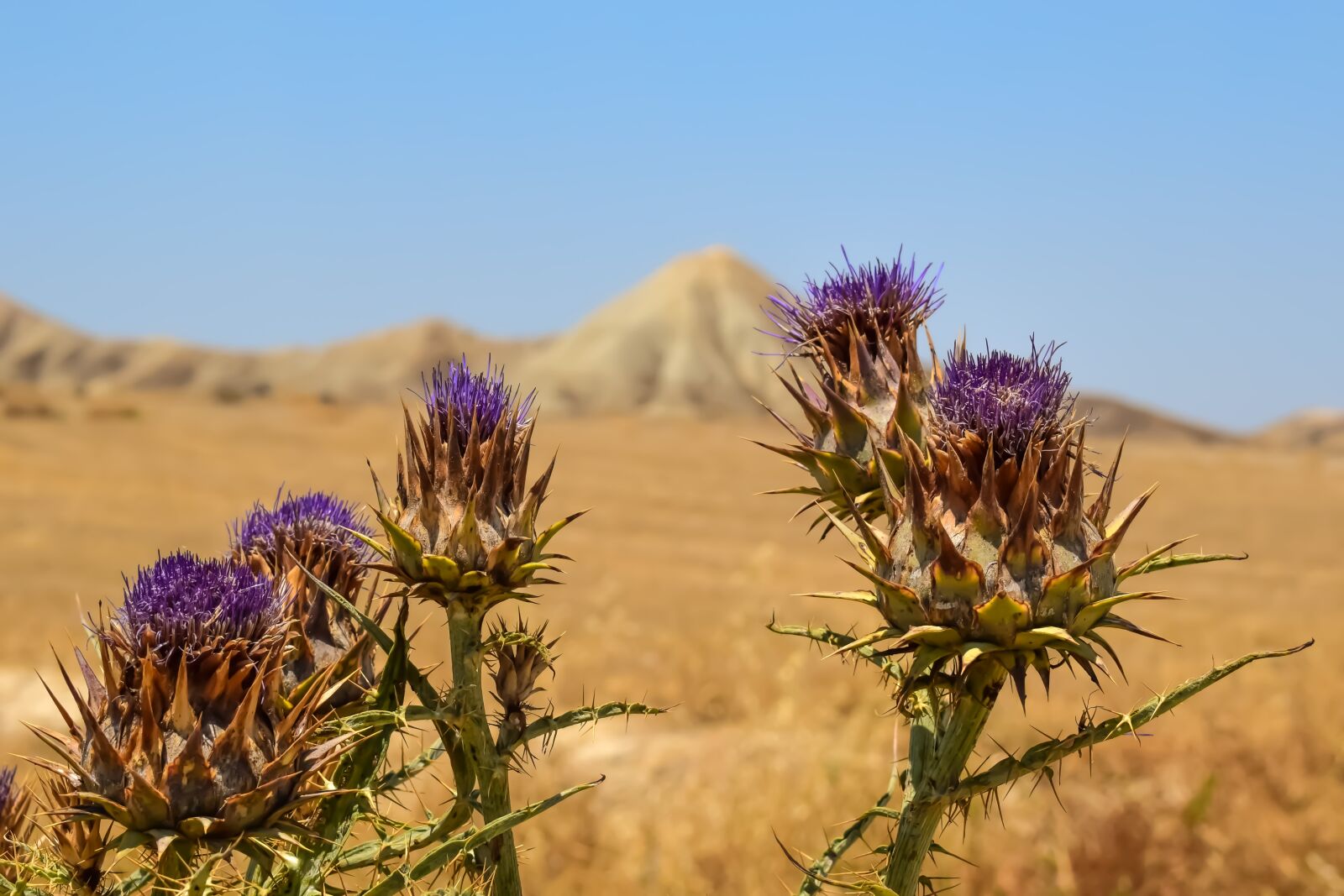 Nikon D3300 sample photo. Thistle, flower, plant photography