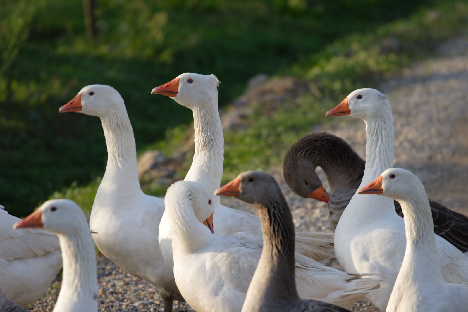 Canon EOS 20D sample photo. Ducks, birds, nature photography