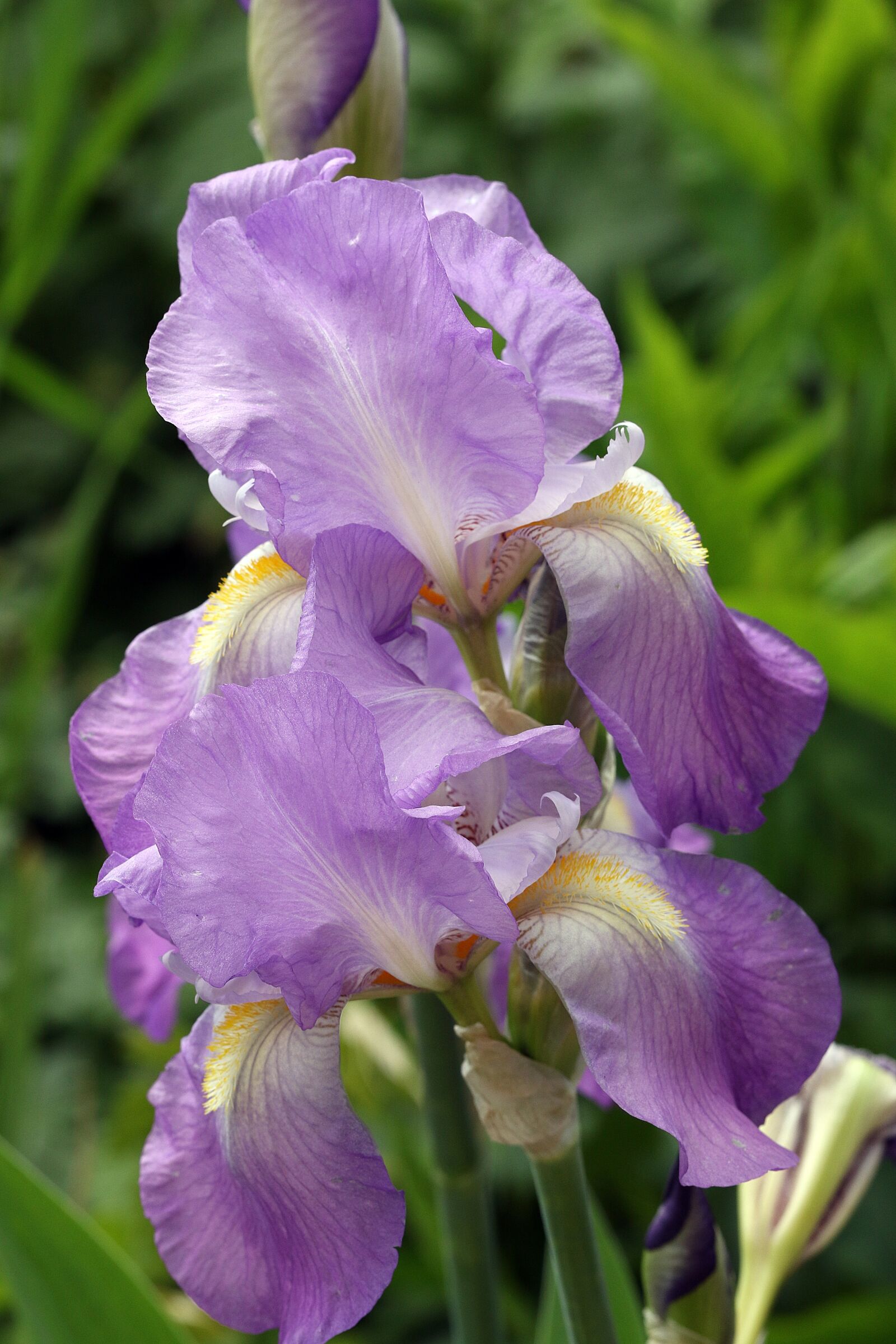 Canon EOS 7D Mark II sample photo. Spring, iris, purple flower photography