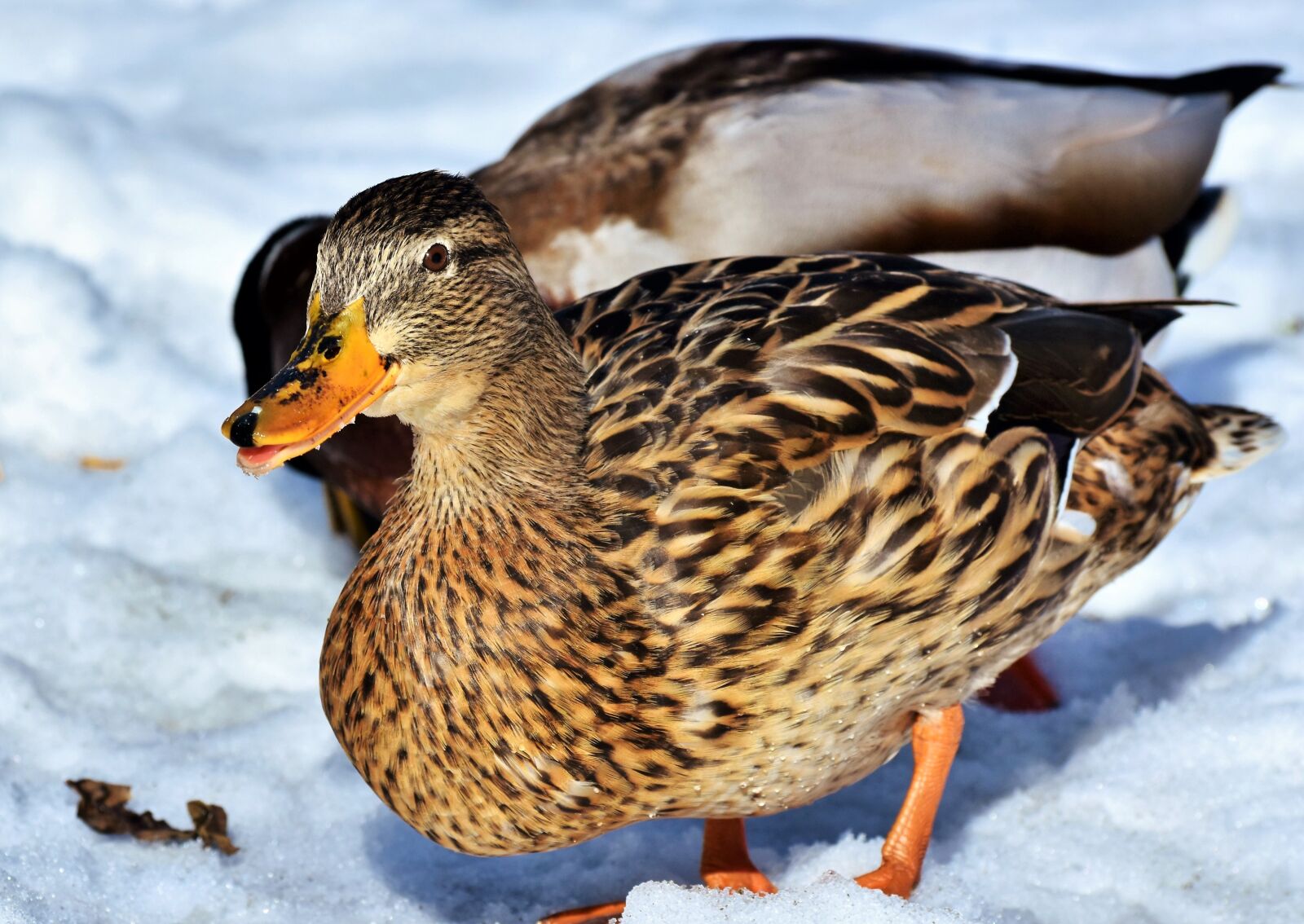 Nikon D7200 sample photo. Duck, water bird, mallard photography
