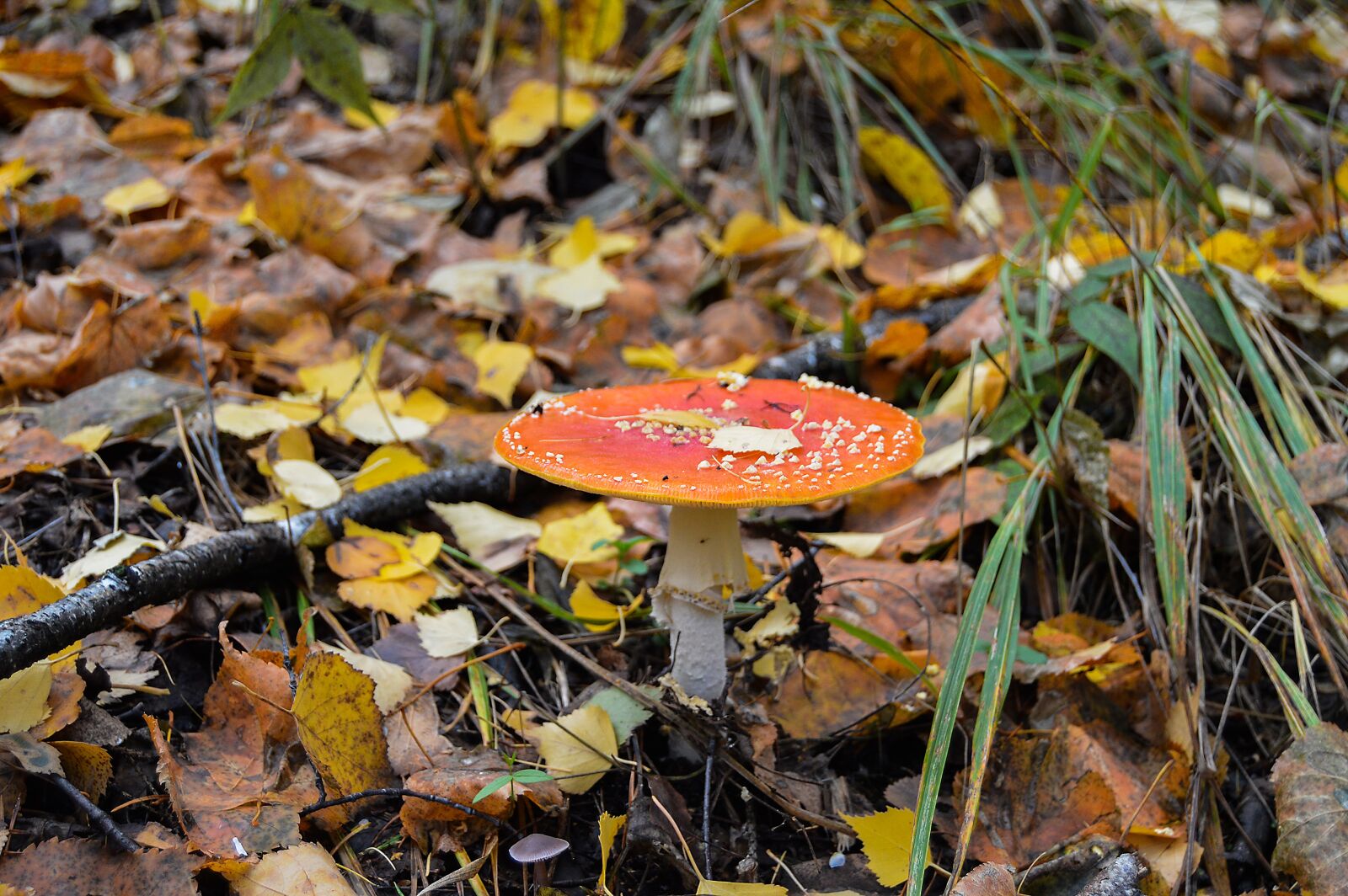 Nikon D3200 sample photo. Autumn, forest, yellow forest photography