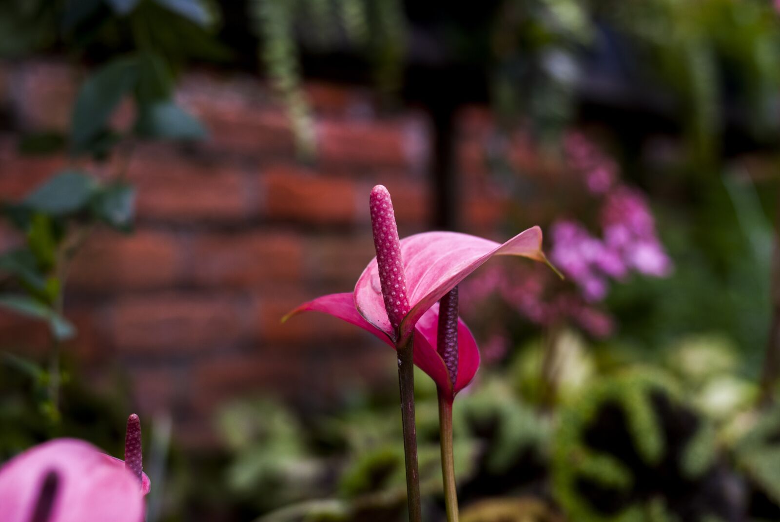 Nikon D60 sample photo. Anturio, flower, nature photography