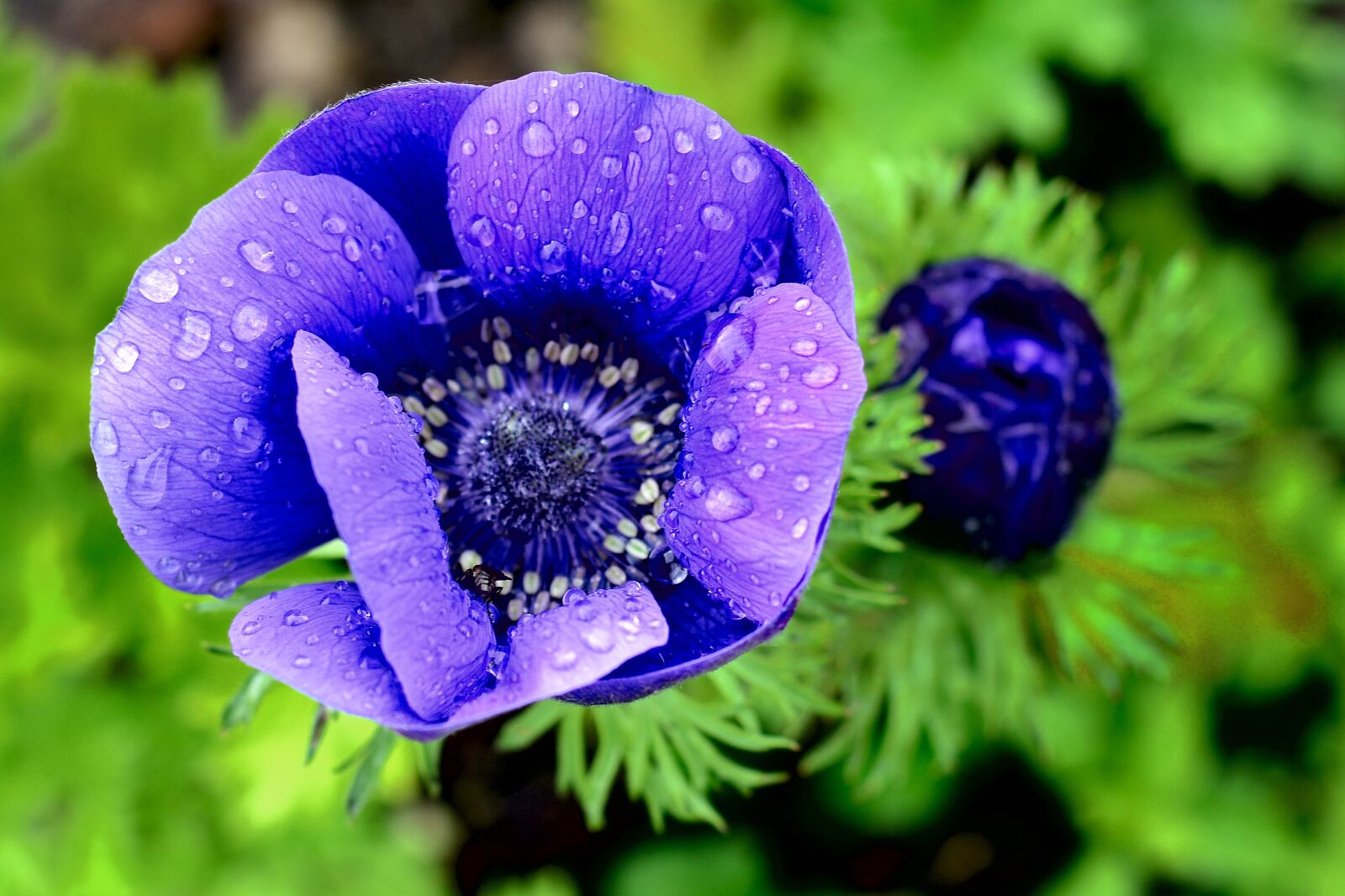 Nikon D5200 sample photo. Anemone, blossom, bloom photography