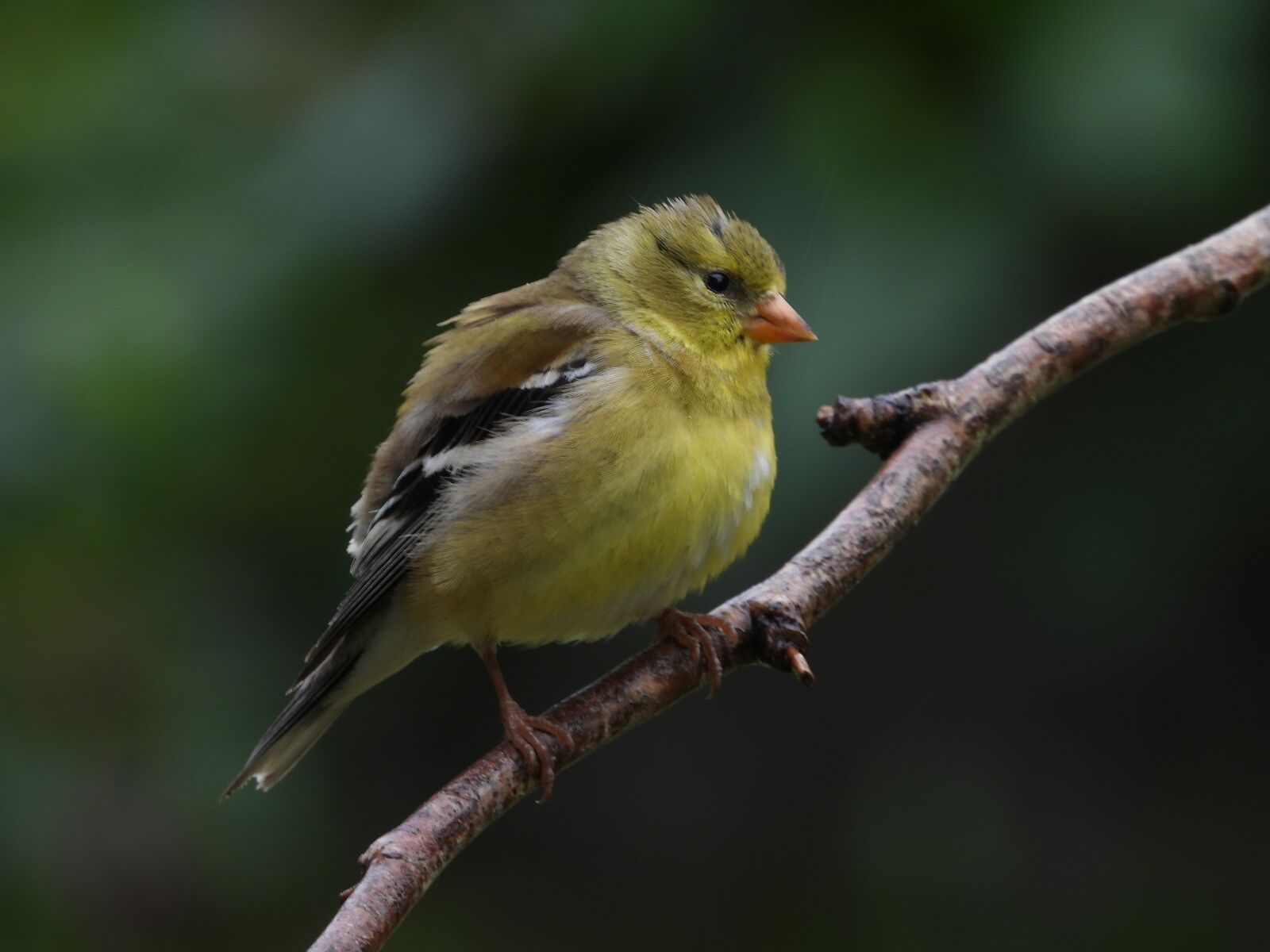 Nikon Coolpix P1000 sample photo. Yellow, bird, goldfinch photography