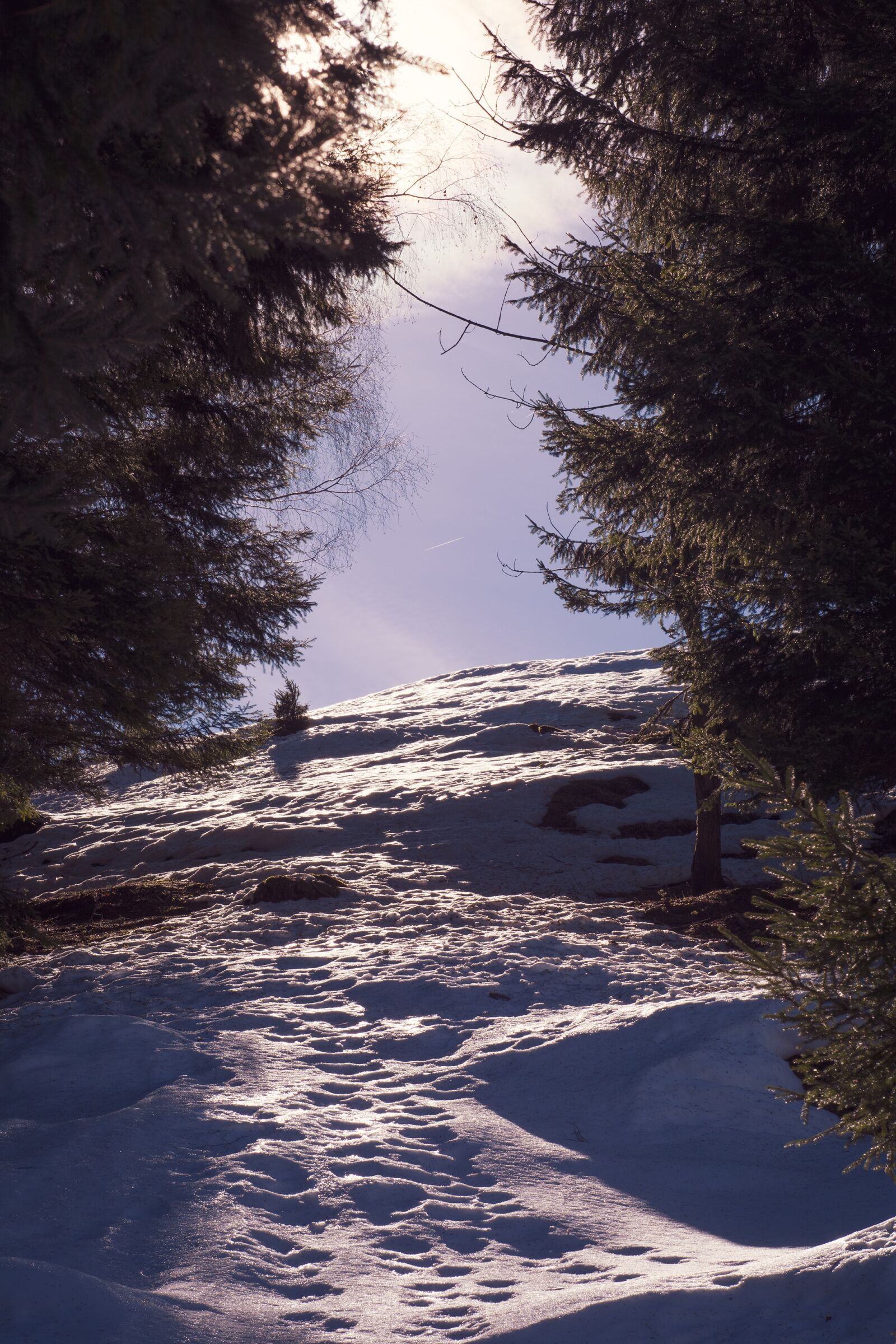 Nikon D7100 sample photo. Nature, snow, winter photography