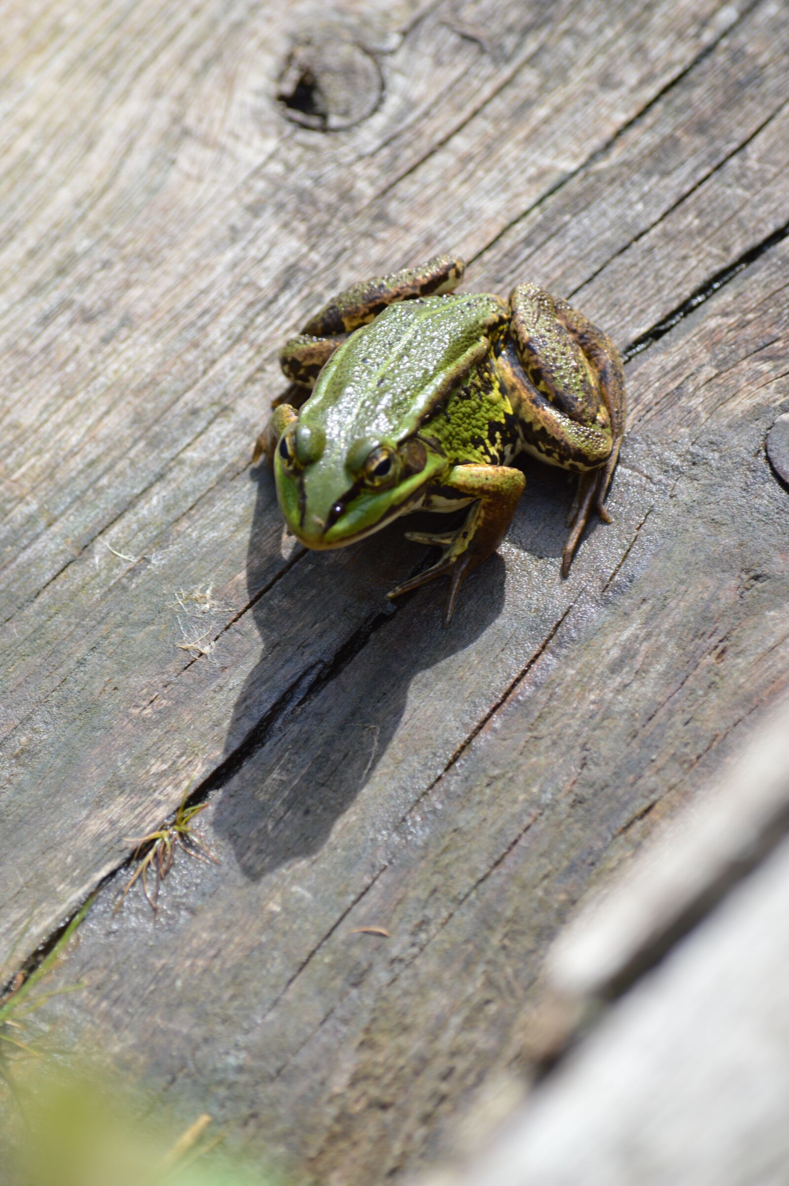 Nikon D3200 sample photo. Frog, green, wood photography