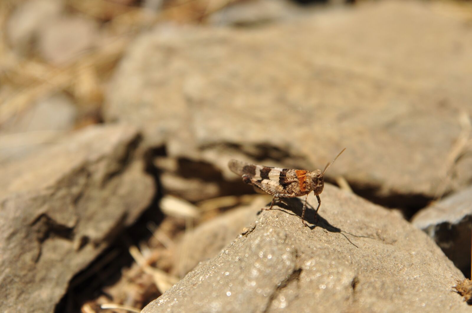 Nikon D90 sample photo. Insect, cricket, south photography