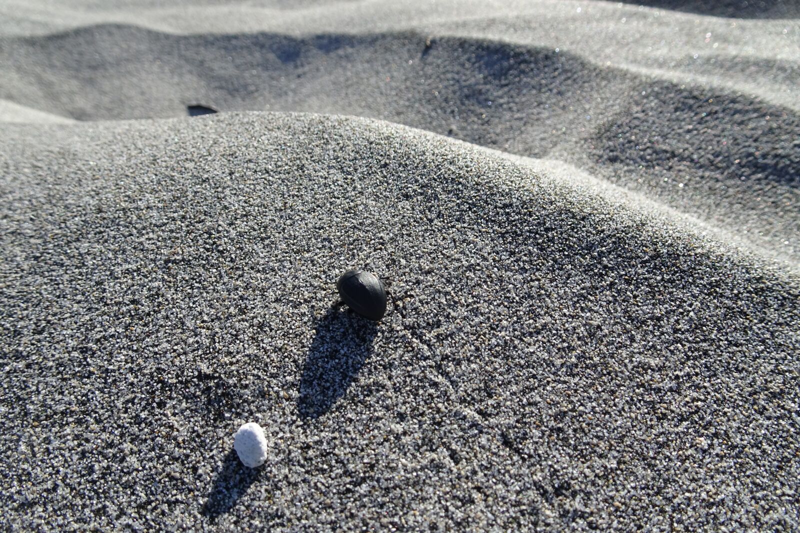 Sony Cyber-shot DSC-HX90V sample photo. Beetle, grave digger, beach photography