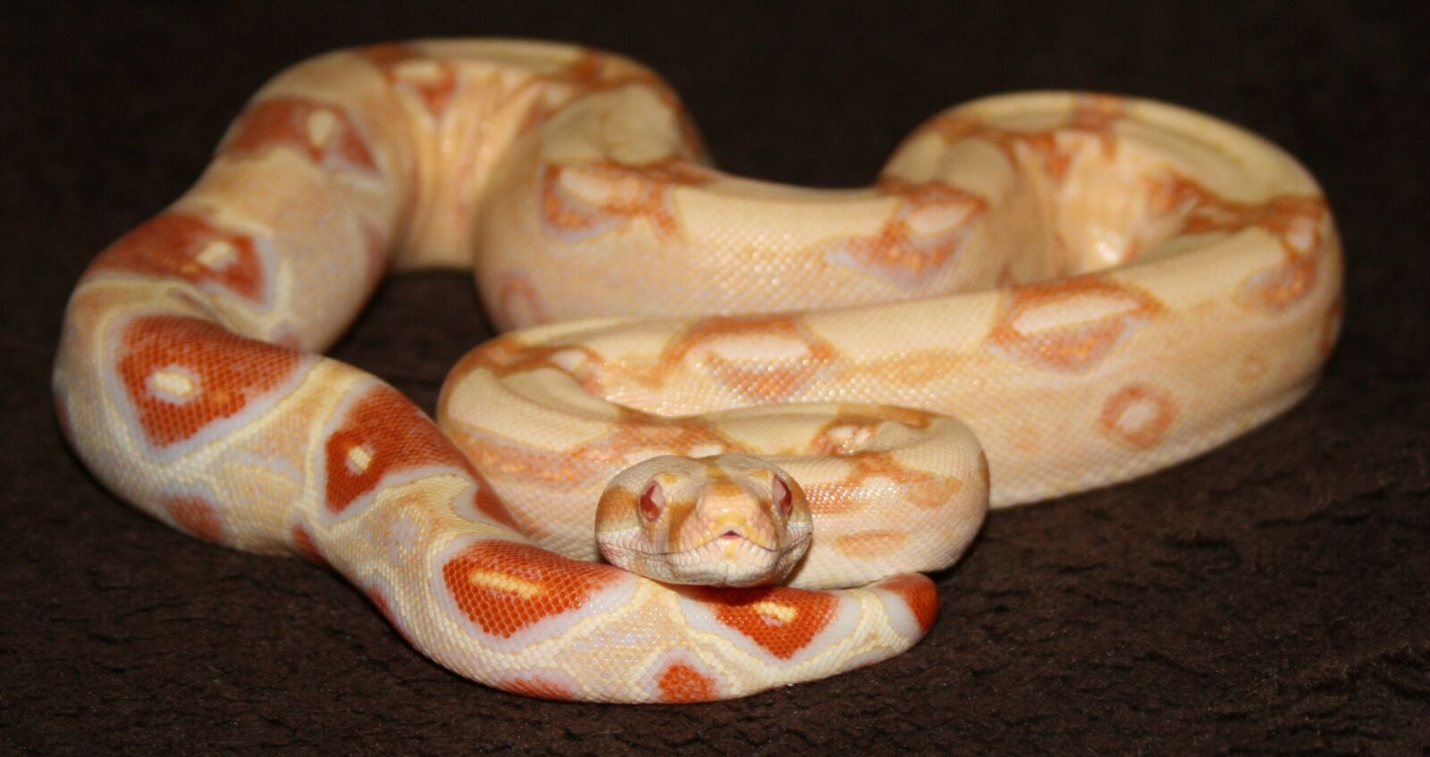 Canon EOS 400D (EOS Digital Rebel XTi / EOS Kiss Digital X) sample photo. Boa, snake, reptile photography