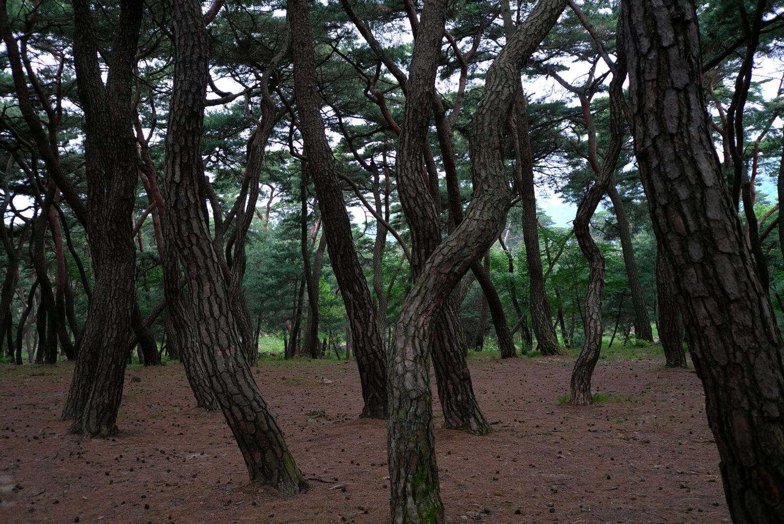 Leica X1 sample photo. Wood, scenery, nature photography