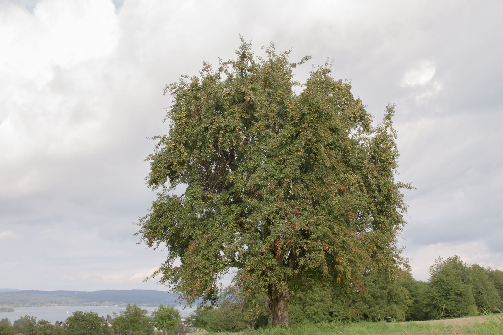 Canon EOS 7D sample photo. Tree, pear, fruit tree photography