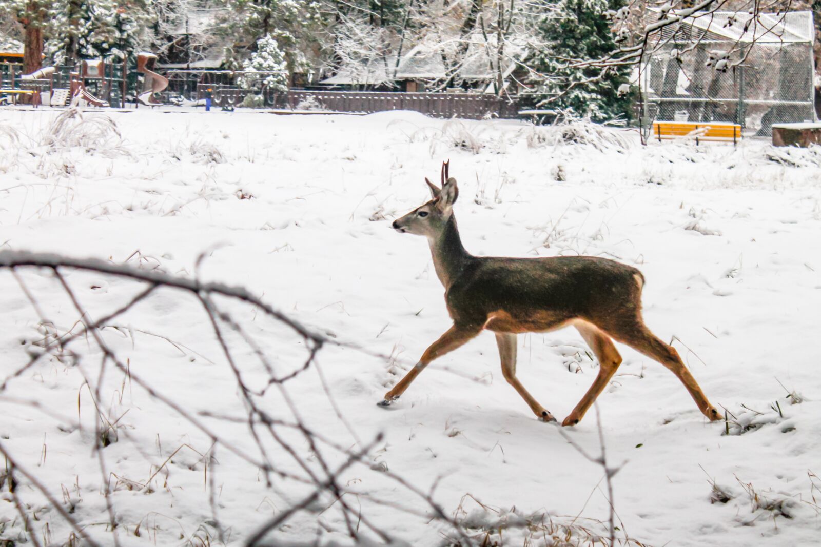 Canon EOS 1100D (EOS Rebel T3 / EOS Kiss X50) sample photo. Deer, winter, christmas photography