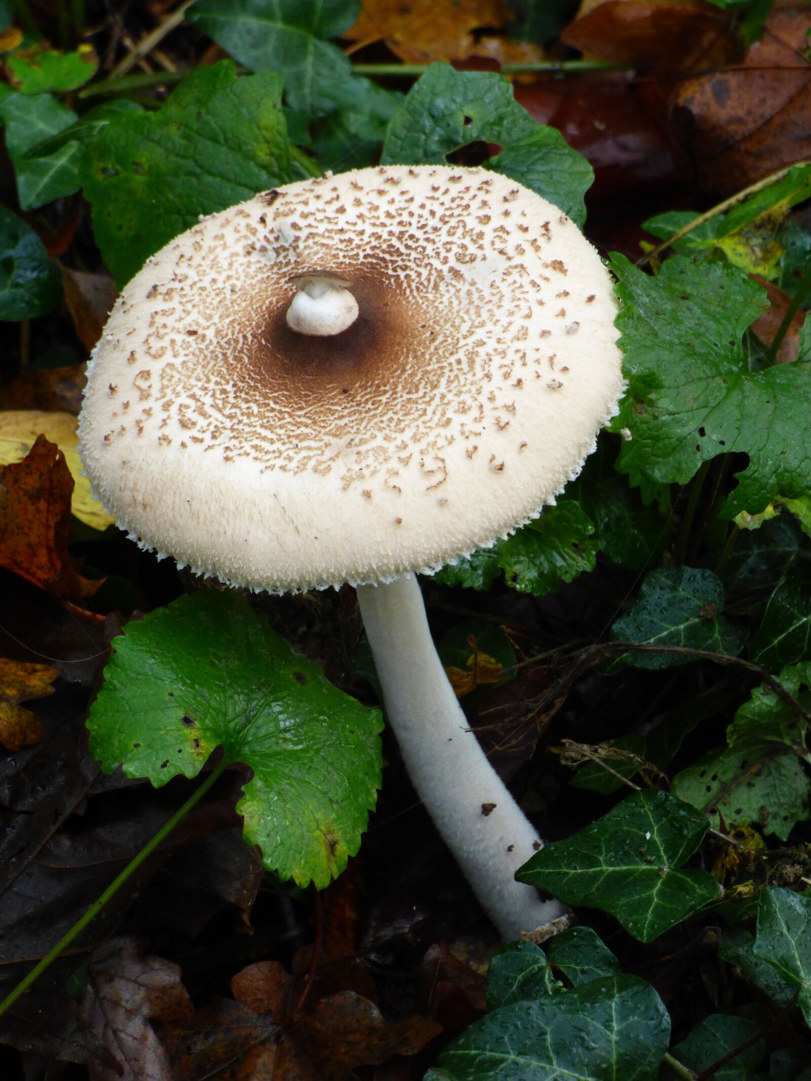 Panasonic DMC-FZ72 sample photo. Fungus, forest, fall photography