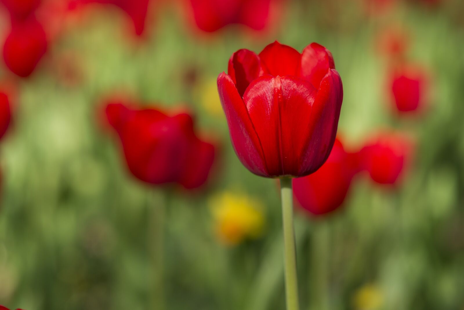Sony Alpha DSLR-A850 + Tamron SP AF 90mm F2.8 Di Macro sample photo. Flower, tulips, red photography