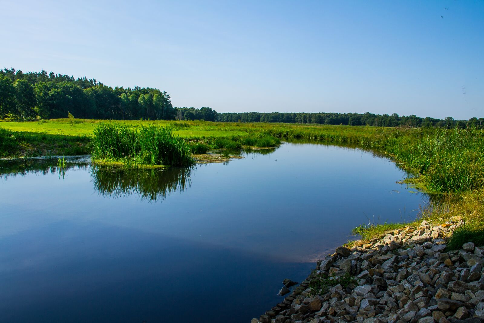 Nikon D3100 sample photo. River landscape, bank, reed photography